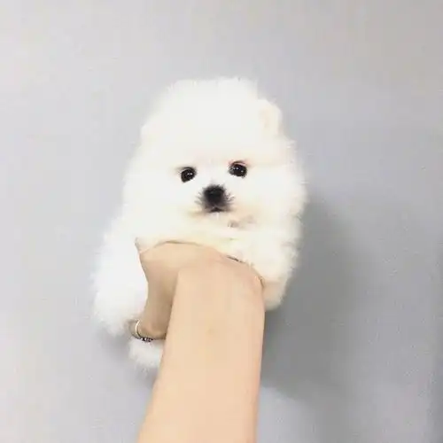 可爱的萌宠小奶狗图片大全 最萌最可爱的小奶狗图片-可爱图片