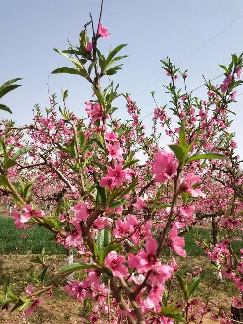 春天和桃花有个约会 ——大美平陆之清明桃花曲