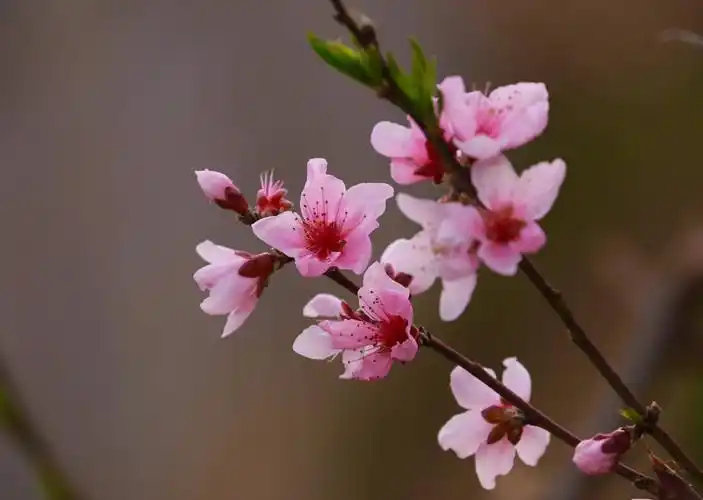 桃花盛开春满园