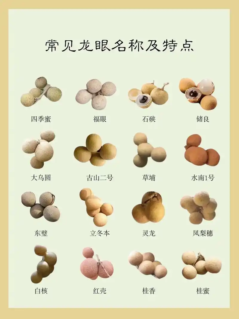 常见龙眼名称及特点.#龙眼 #水果 - 抖音