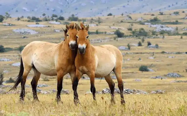 s horse)或准噶尔马,是一种稀有且濒危的亚种野生马(普氏野马),原产
