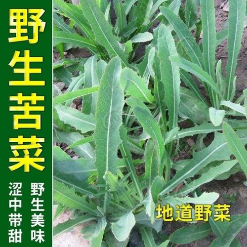 苦麻菜种籽种农家野生苦菜野菜苦荬菜曲麻菜阳台四季播蔬菜种籽
