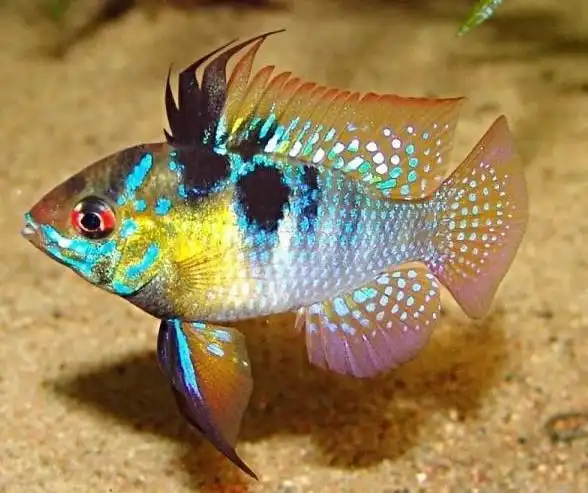 赏鱼|短鲷:最漂亮,最爱臭美,最适合老手挑战的观赏鱼