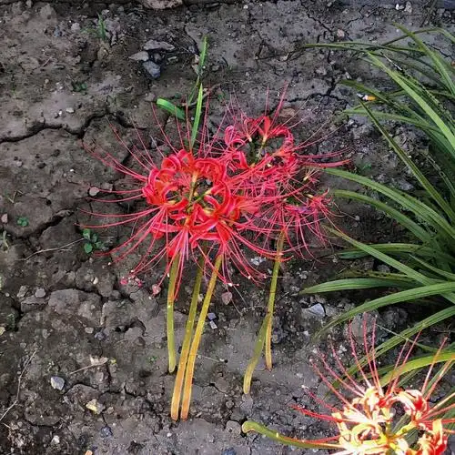 看我拍到了什么地狱之花