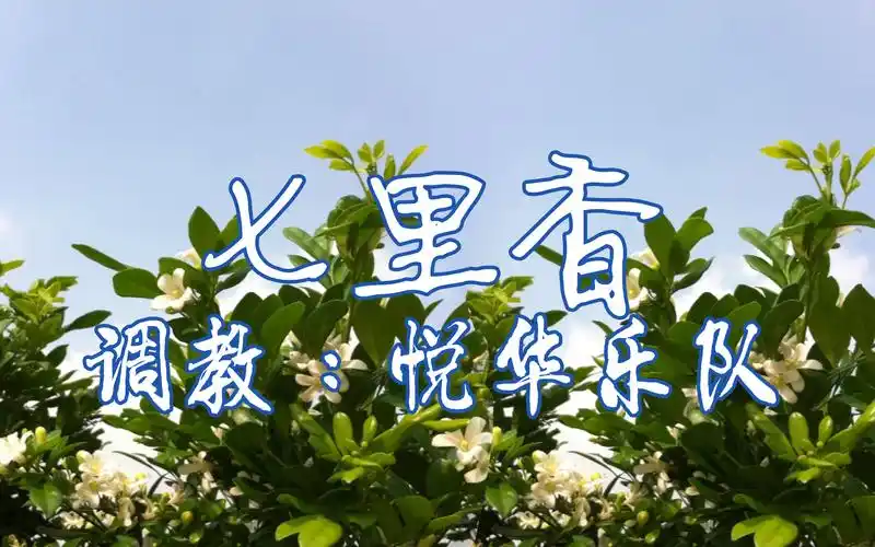 【悦华乐队】七里香【洛天依翻唱】