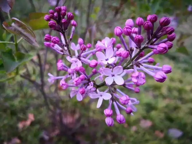 丁香花的花语是纯真无邪,忧愁思念.