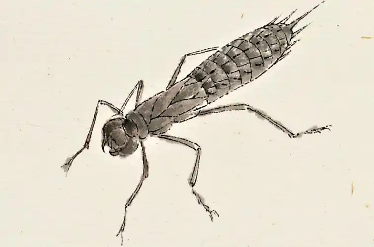 齐白石笔下的工笔蜻蜓