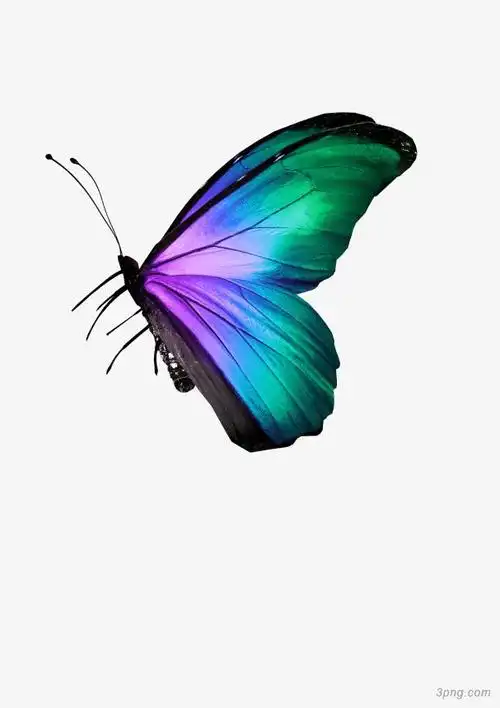 彩色梦幻蝴蝶png素材透明免抠图片-其他元素