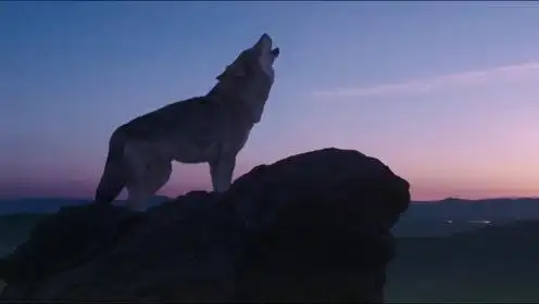 狼图腾03:惹怒狼群的下场真是太可怕了,人类损失惨重!