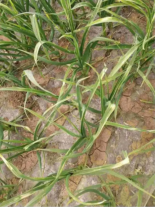 伴随着叶面渐渐失去光泽枯萎症状望老师能讲解一下病因和解决办法谢谢