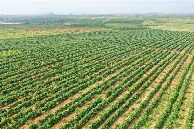 淮山属于粗放型种植的食药材,种下去后只需要浇水充足,巧施农家肥,做