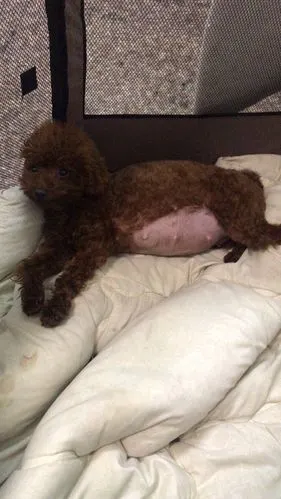 我家狗狗是玩具泰迪和茶杯泰迪配的怀孕40天肚子是不是有点大了