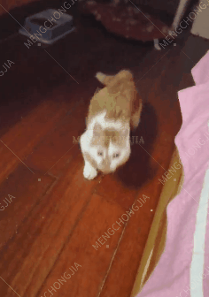 好心人,你们好呀,我叫小小,图中那个走路很滑稽的就是我.