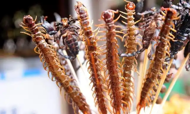 比如这些蜈蚣串,要20元一串.