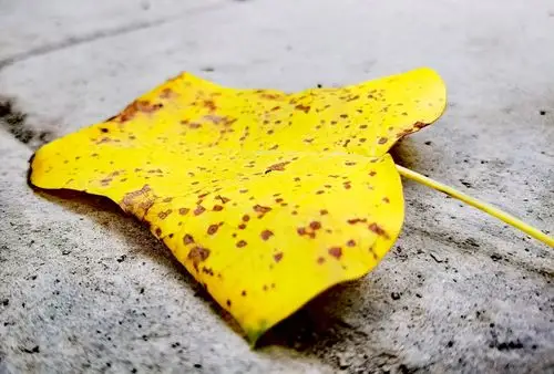 p40 pro 微距 - 华为p40系列功能建议 花粉俱乐部