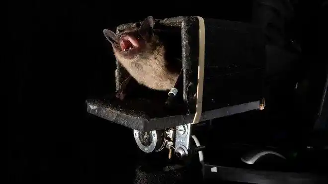 高级回声定位蝙蝠利用自身发声的回声来预测猎物位置和轨迹