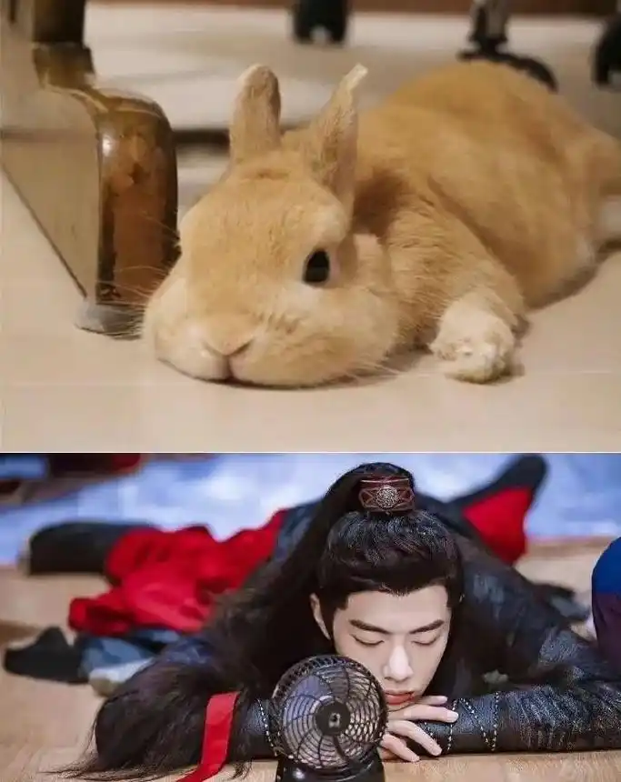 肖战 快来看兔兔啦 - 抖音