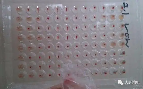 根据红细胞凝集的多少来判定抗体滴度2,病理切片试验:主要利用相似相