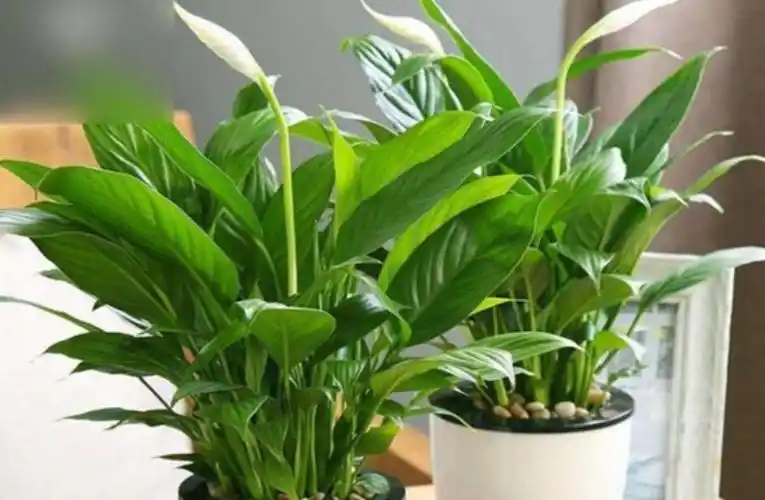 一帆风顺花怎么养