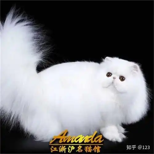 请问这是波斯猫嘛老板跟我说它是波斯猫和英短杂交请大神帮我看看是不