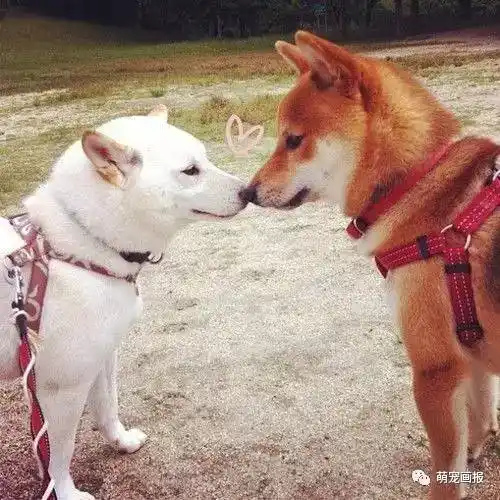 这个虐狗的日子,连阿柴都秀恩爱了!