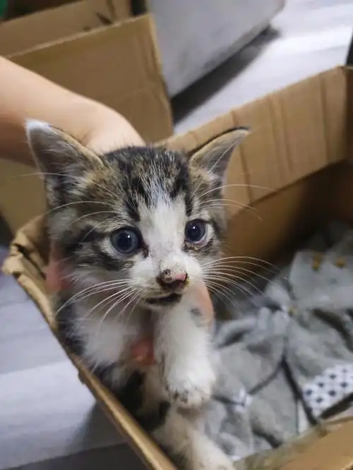 上海捡到小奶猫