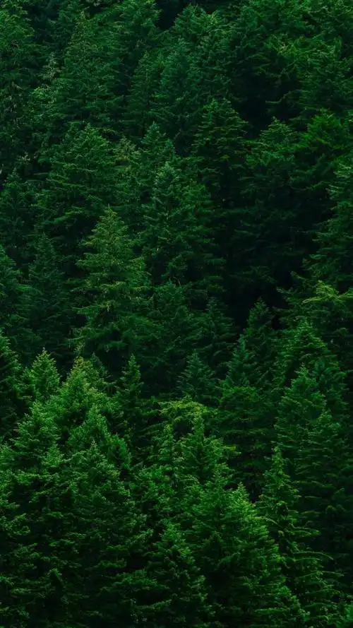 大自然绿色森林护眼风景,高清图片,手机锁屏桌面-壁纸族