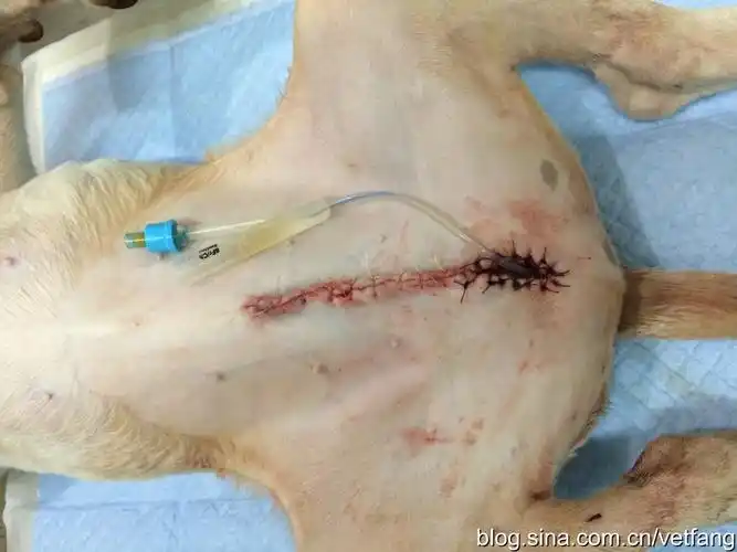 拆线后恢复良好