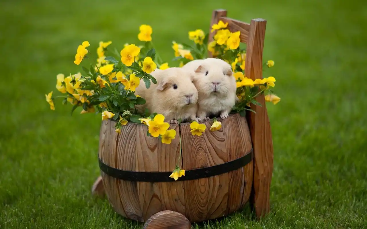 超可爱萌宠荷兰猪电脑桌面壁纸下载