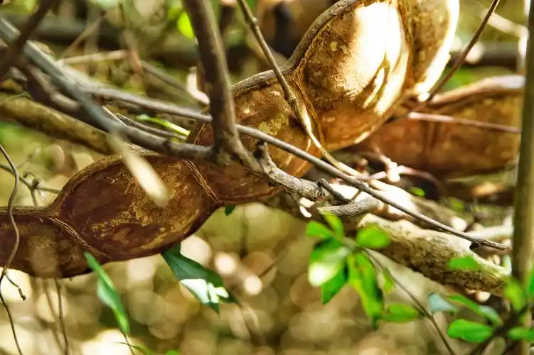 过江龙依附在别的树上向上廷伸结出果实生长在山中密林深处过江龙根部
