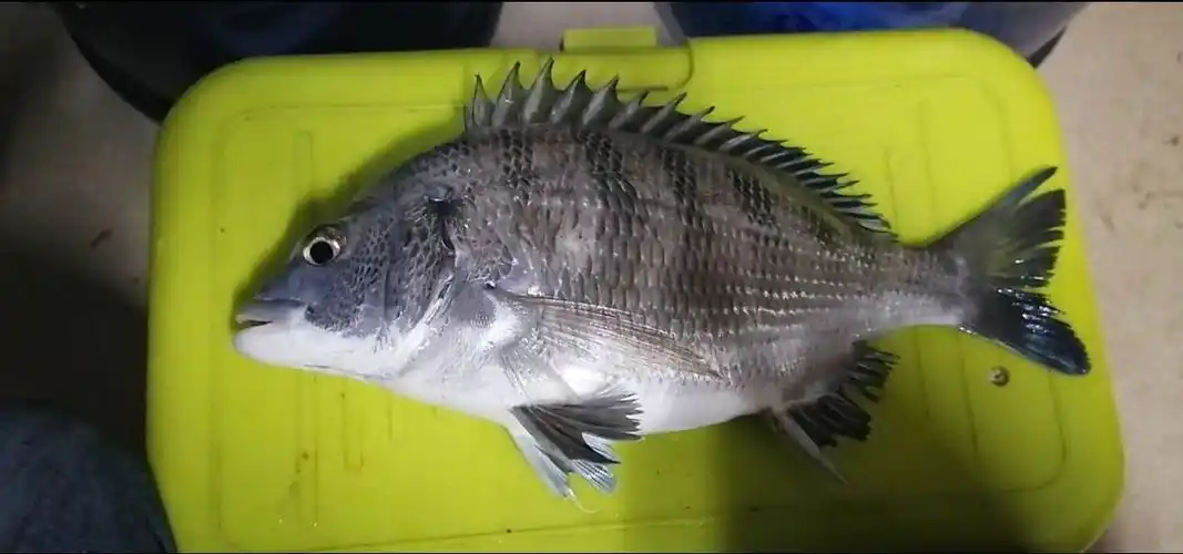 今晚守了三个小时,终于钓获一尾大黑鲷07070707