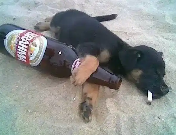 群主喝醉酒写对联笑掉大牙