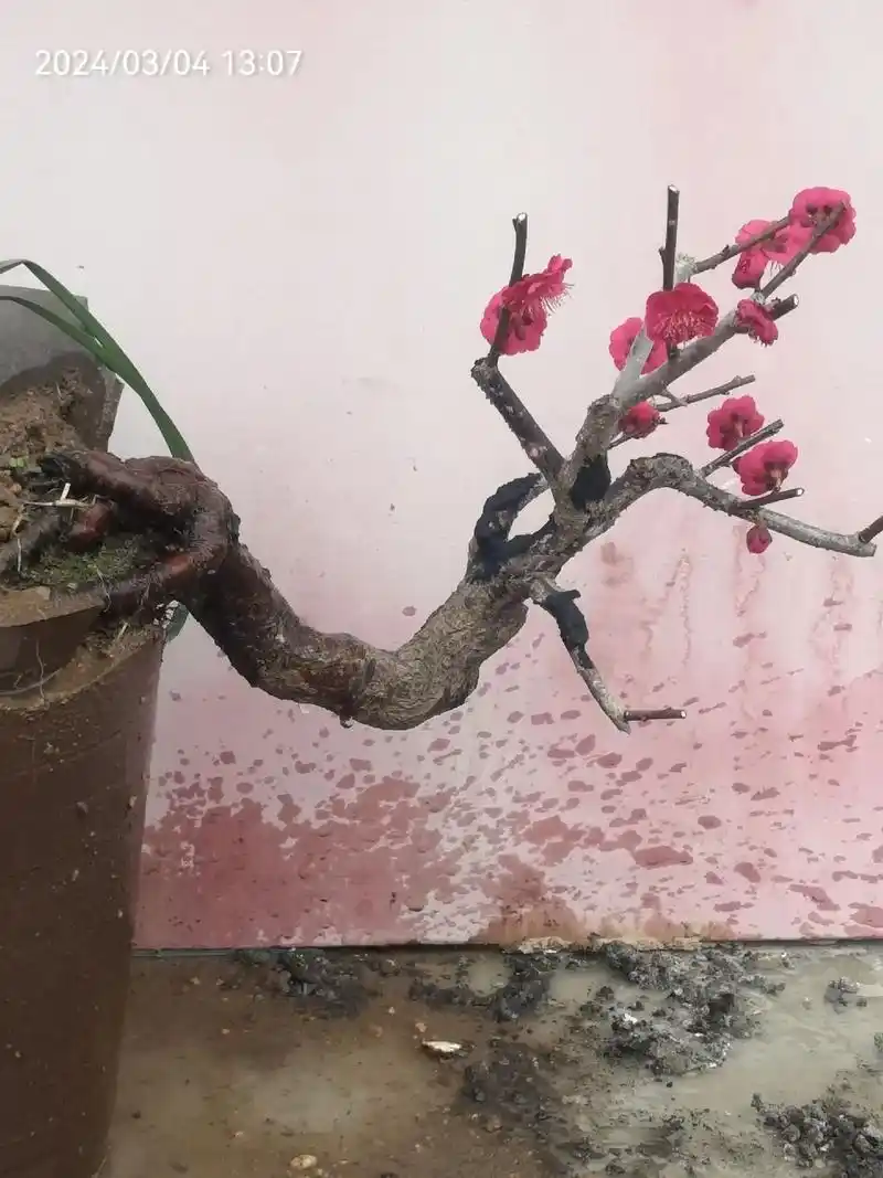 怎么成了二月和三月开花不应该是冬天开花的那种大红色到底是什么梅花