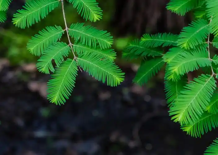 清新的水杉叶子