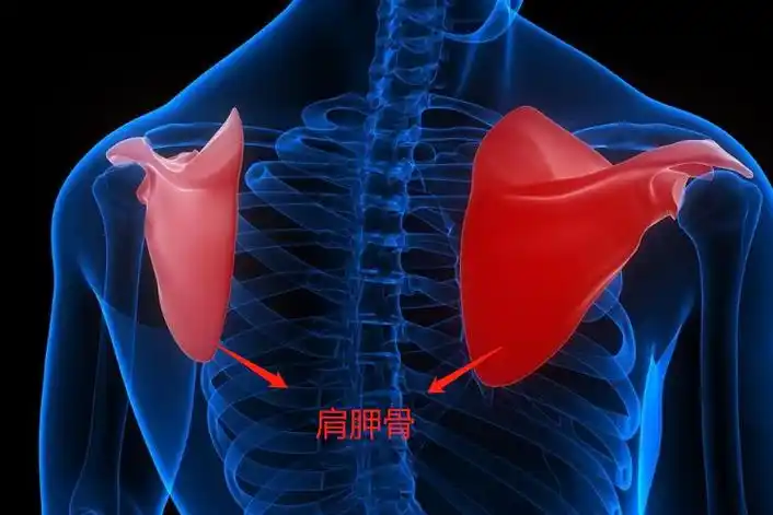 肩胛骨位置图