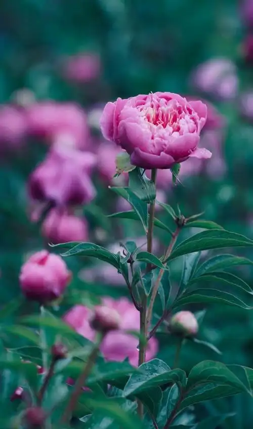 鲜艳唯美的花朵,图片大全,高清,图库-回车桌面