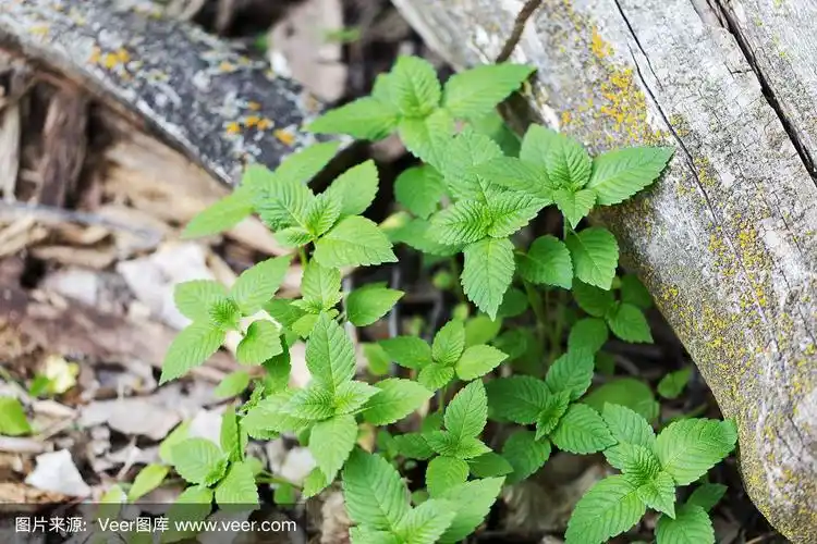 野生的薄荷植物