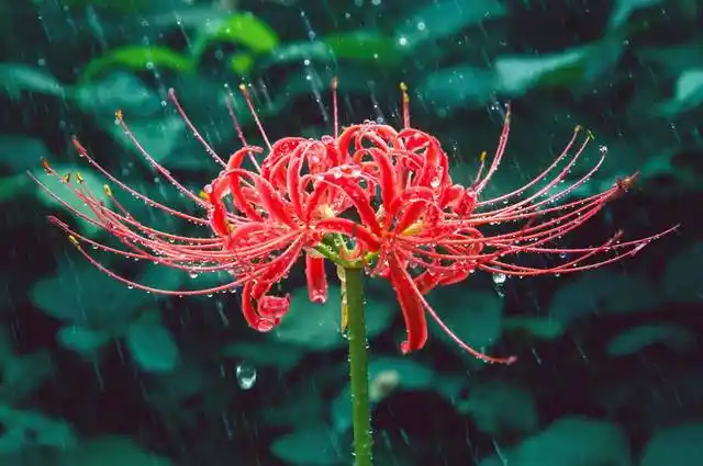 丰都鬼城的彼岸花节即将来到,30万株彼岸花开满名山!还有花仙子登场!
