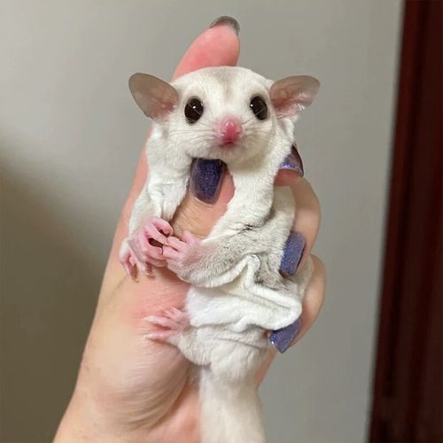 蜜袋鼯宝宝白脸蜜袋鼯小飞鼠幼崽蜜袋鼬活物饲养资料 定金价格