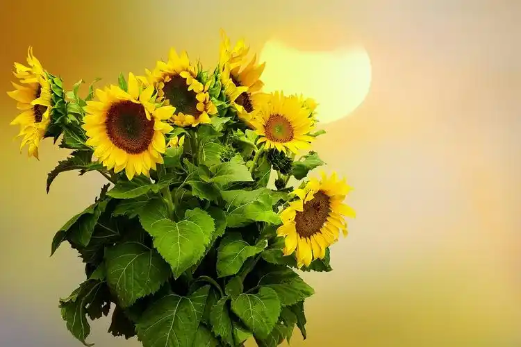 向日葵高清图片