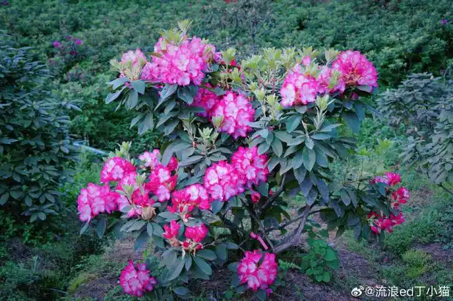 5小时的汶川无忧花谷,有一片杜鹃花园.目前院子里的迷人杜鹃,马