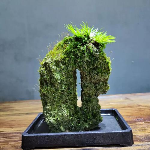 吸水石假山附石菖蒲苔藓微景观办公室桌面水培绿植水陆缸一物一拍