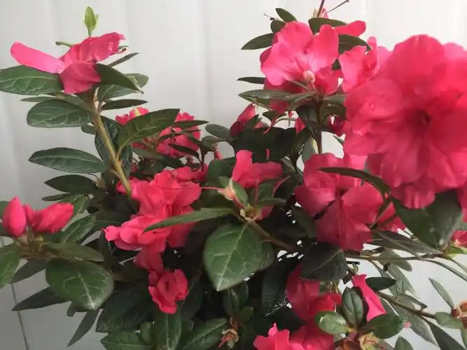 杜鹃美国安酷四季多季开花好养绿植王妃时令草本花卉