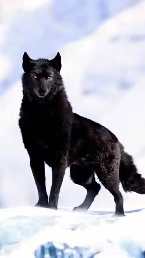 这是条狼王,巴克最坚强的后盾,就是野性回归的象征