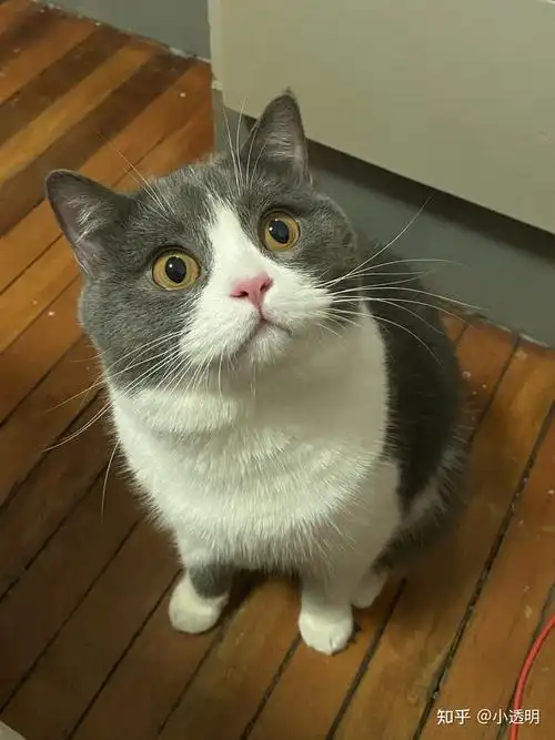 它到底是土猫还是尴尬期啊?