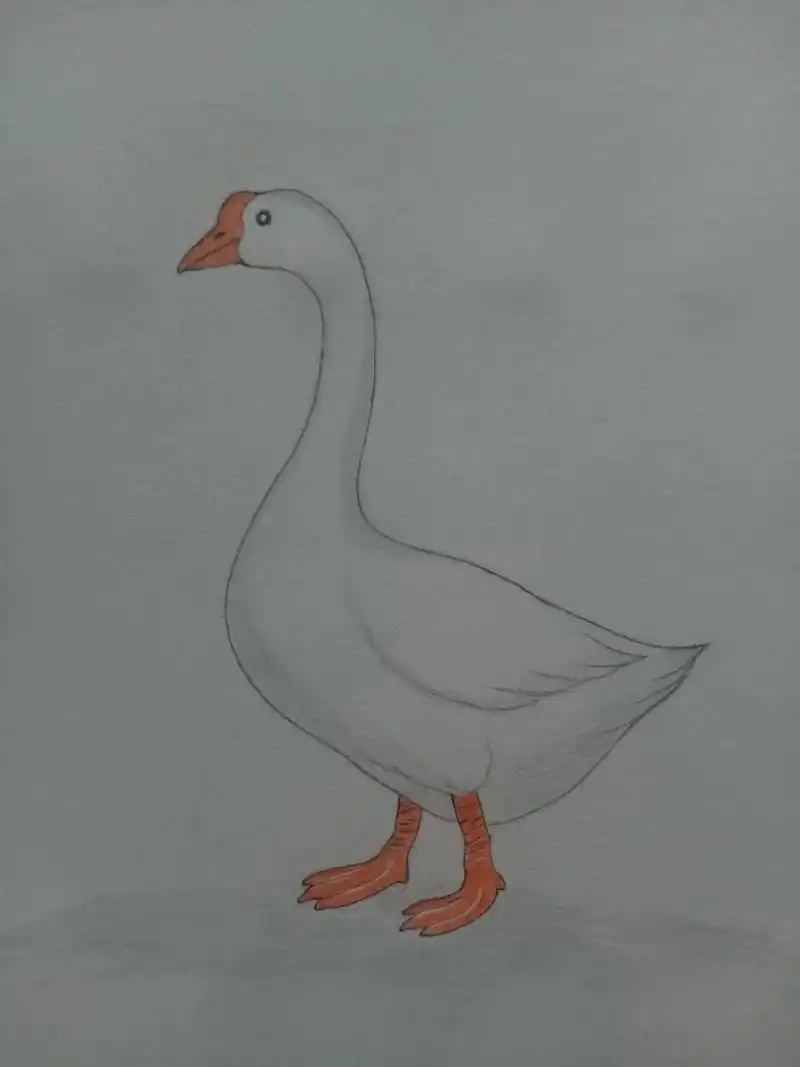 画了几年的画了 就这一张是我原创的 大鹅.