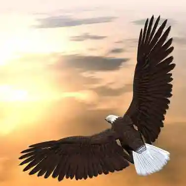 鹰傲长空590头像