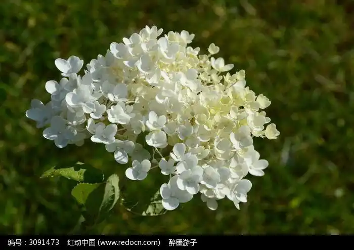 白色丁香花