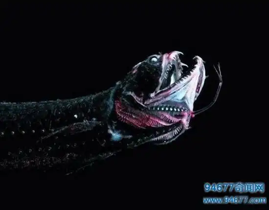 世界上最恐怖的海底生物,深海龙鱼凶残至极