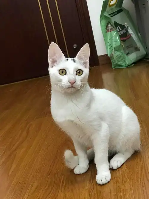 浦东蓝白串串猫找领养